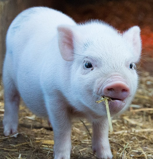 Hens and piglets