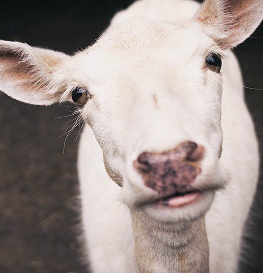 Pair of goats