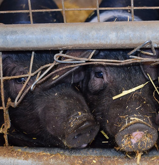 A pair of piglets